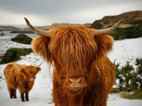 Two brown cows standing together in a snowy landscape, their fur contrasting with the white snow around them.